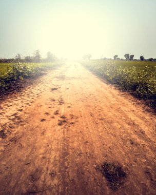 Yaz aylarında yol yol peyzaj 