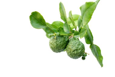 Bergamot ağaç yaprak beyaz izole