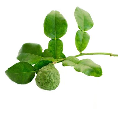 Bergamot ağaç yaprak beyaz izole