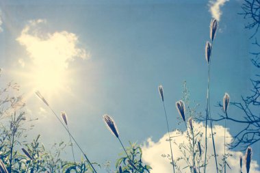 yabani çiçekler ve bitkiler ile arka plan