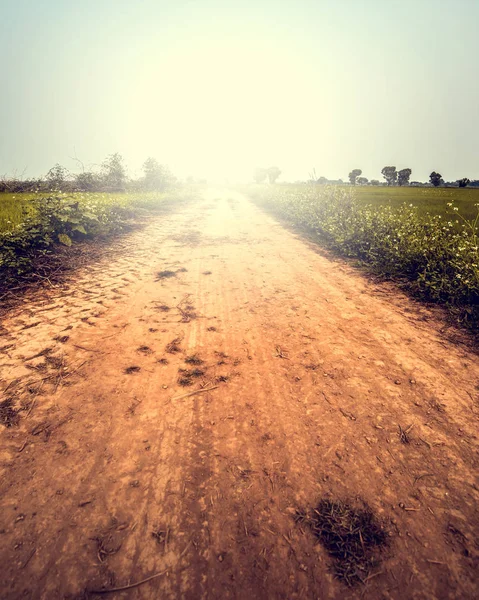 Yaz aylarında yol yol peyzaj 