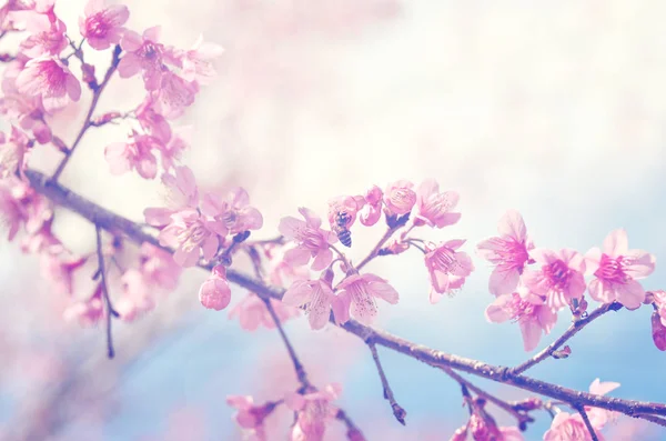 spring sukura pink flower