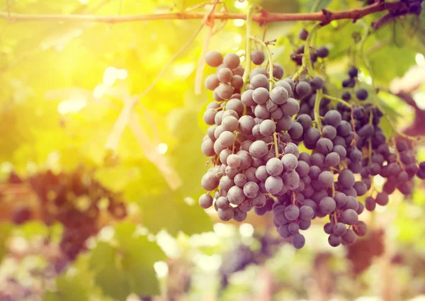 Uva en viñedos al sol — Foto de Stock