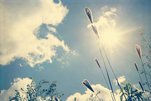 Vintage photo of nature background — Stock Photo, Image