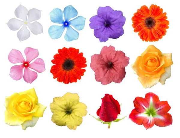 Verschiedene Blumen isolieren — Stockfoto