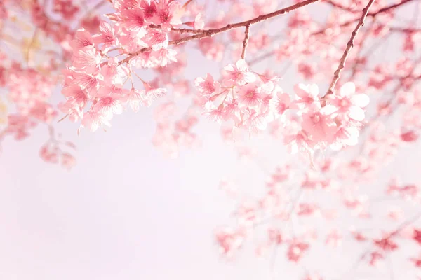 Jahrgang Sakura Blume — Stockfoto