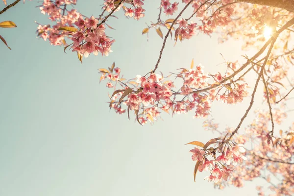 Vintage cherry blossom — Stock Photo, Image