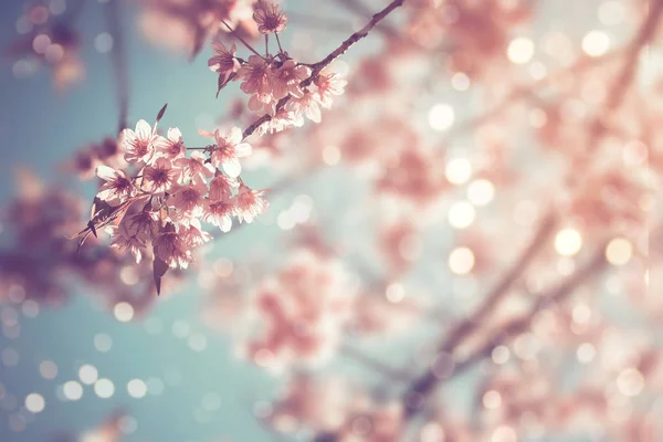 Красивый винтажный цветок сакуры — стоковое фото