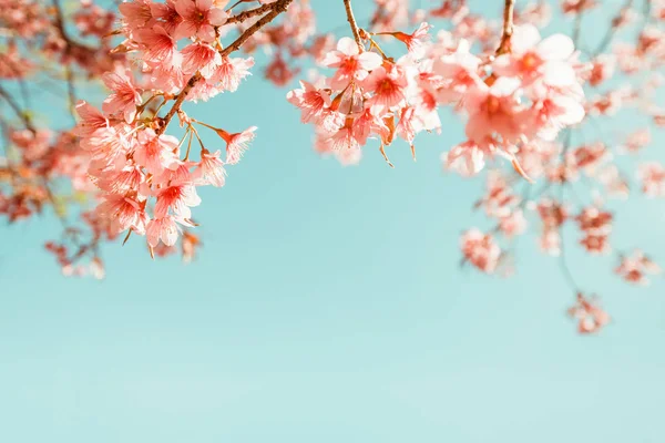 Beautiful vintage sakura tree flower — Stock Photo, Image