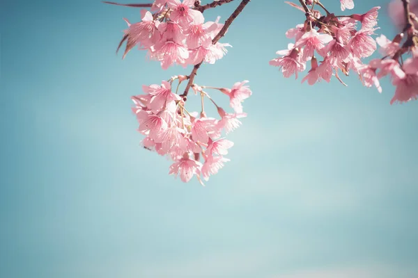 Schönen Jahrgang Sakura Baum Blume — Stockfoto