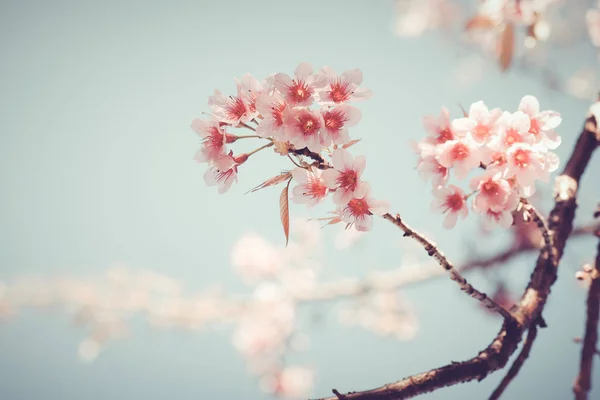 Beautiful vintage sakura tree flower — Stock Photo, Image