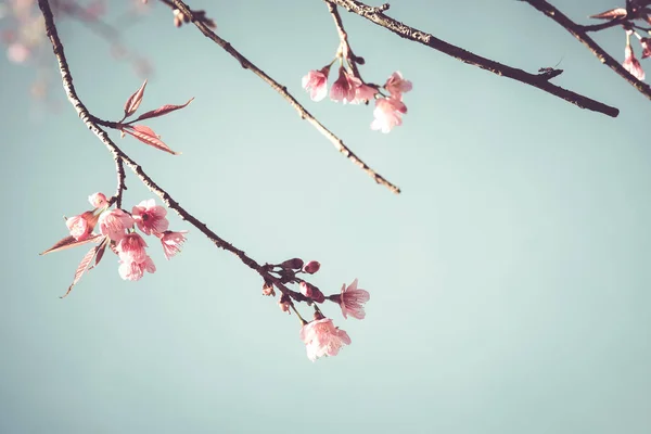 Beautiful vintage sakura tree flower — Stock Photo, Image