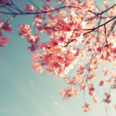 Vintage kiraz çiçeği