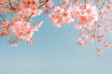 güzel kiraz çiçeği