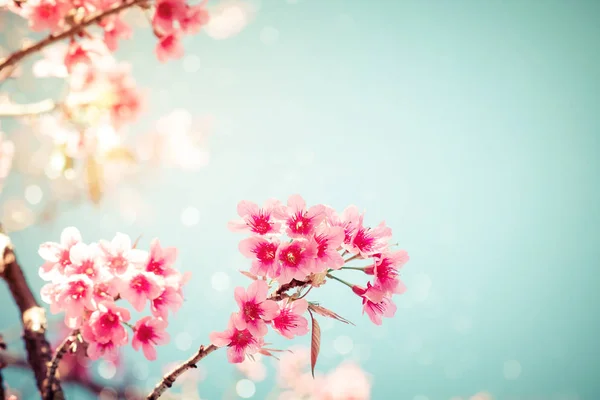 Beautiful cherry blossom — Stock Photo, Image