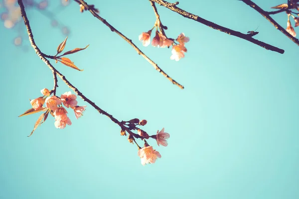 Beautiful cherry blossom — Stock Photo, Image