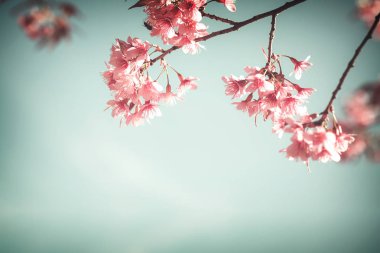 güzel sakura ağacı çiçek