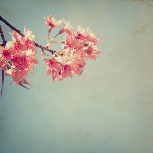 Schöne Sakura-Baumblume — Stockfoto