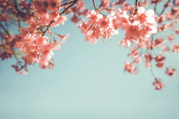 Vintage sakura flower — Stock Photo, Image