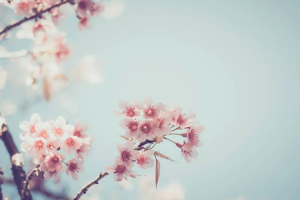 Vintage sakura flower — Stock Photo, Image