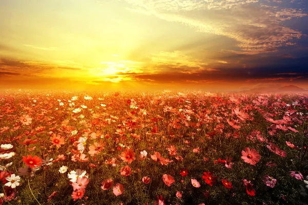 Bellissimo campo di fiori cosmo rosa e rosso — Foto Stock