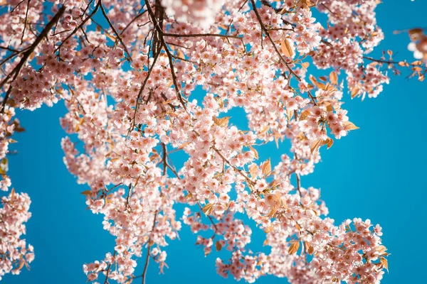 Sakura tree flower — Stock Photo, Image