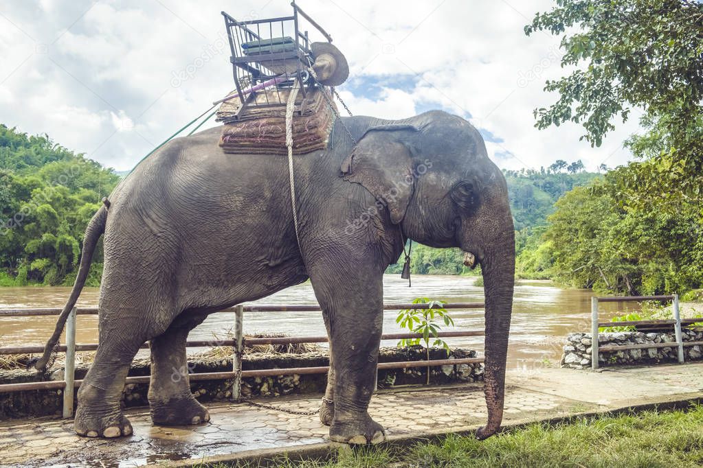 Tours elephant in elephant camp