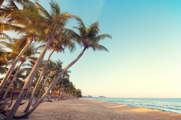 Coconut palm tree on tropical beach