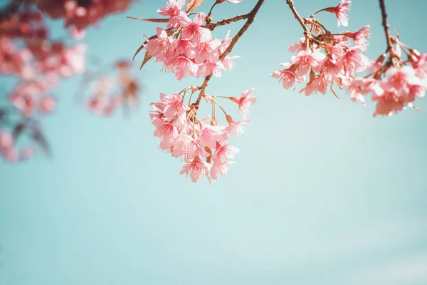 Beautiful vintage sakura tree flower — Stock Photo, Image