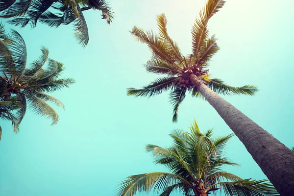 Palmiye ağaçları, tropik sahil — Stok fotoğraf