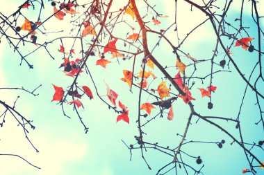 Güzel sonbahar yaprakları ve gökyüzü arka plan