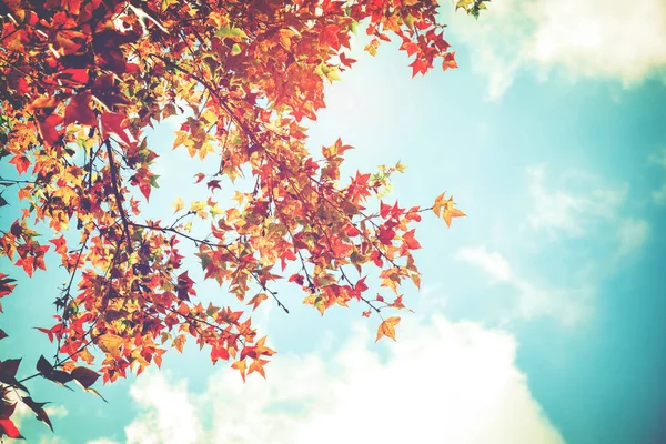 Hermosas hojas de otoño y fondo del cielo — Foto de Stock