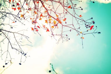 sonbahar yaprakları ve gökyüzü arka plan Sonbahar sezonu