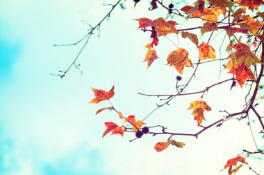 sonbahar yaprakları ve gökyüzü arka plan Sonbahar sezonu