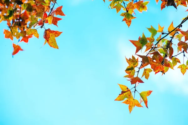 Прекрасне осіннє листя і фон неба — стокове фото