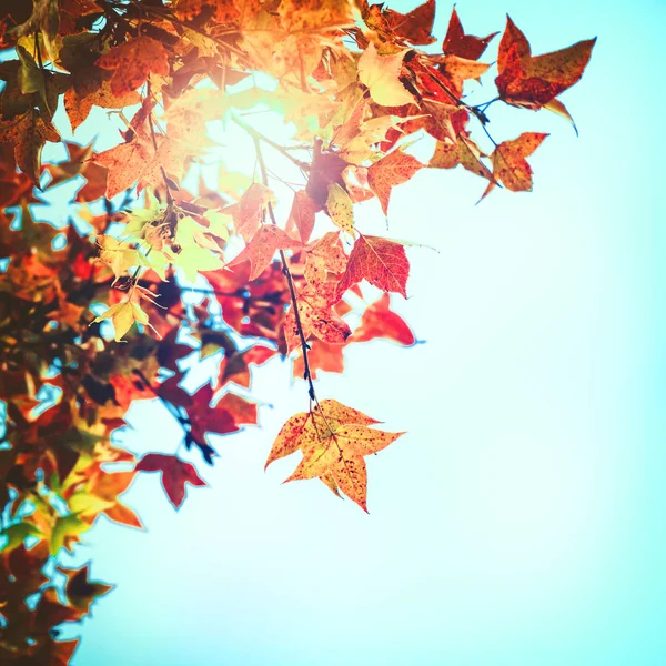 Pięknych jesiennych liści i niebo zadumany — Zdjęcie stockowe