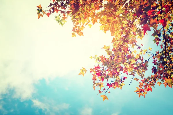 Hermosas hojas de otoño y fondo del cielo — Foto de Stock