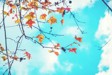 akçaağaç yaprakları ağaç Güz