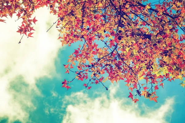 Hojas de otoño y el fondo del cielo en otoño — Foto de Stock