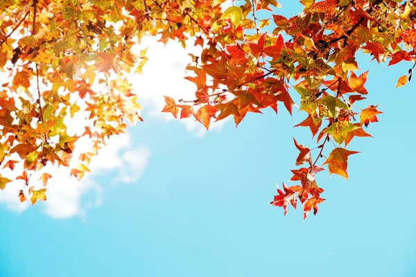 Осіннє листя і фон неба восени — стокове фото