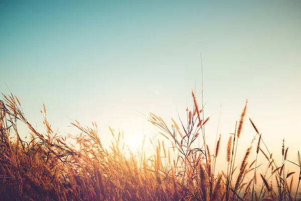 Herbe sauvage avec coucher de soleil et ciel bleu à l'automne — Photo