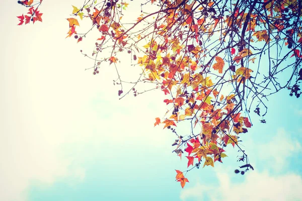 Otoño hojas de fondo en temporada de otoño — Foto de Stock