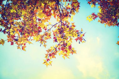 sonbahar yaprakları ve gökyüzü arka plan Sonbahar sezonu