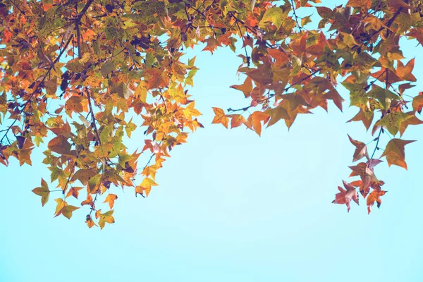 Прекрасне осіннє листя і фон неба — стокове фото
