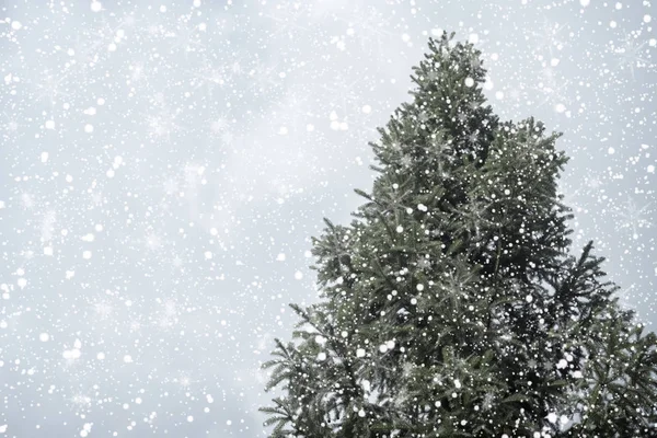 Kerstboom dennen of sparren met sneeuwval — Stockfoto