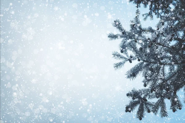 Rama de pino árbol de Navidad y nevadas — Foto de Stock