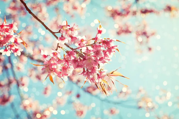 Beautiful Sakura Flower Cherry Blossom Spring Sakura Tree Flower Blue — Stock Photo, Image