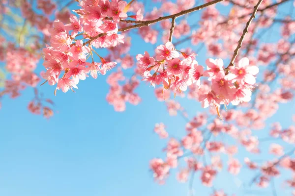 Baharda güzel sakura çiçeği (kiraz çiçeği). Mavi gökyüzünde sakura ağacı çiçeği. 