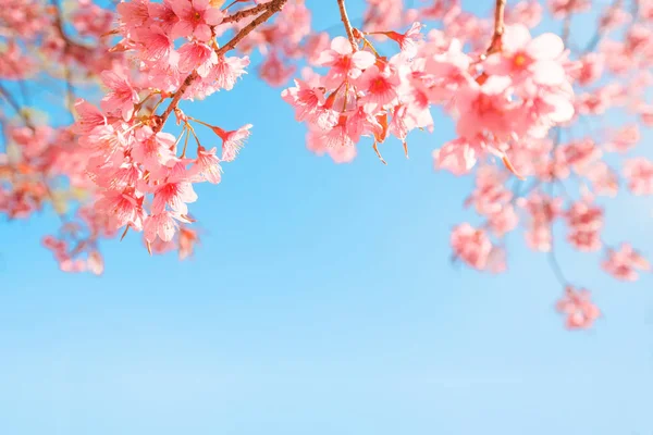 Baharda güzel sakura çiçeği (kiraz çiçeği). Mavi gökyüzünde sakura ağacı çiçeği. 