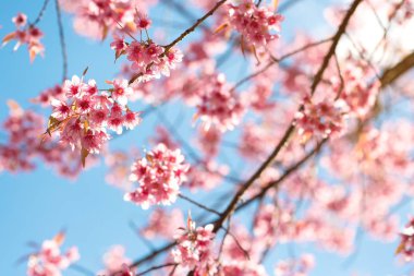 Baharda güzel sakura çiçeği (kiraz çiçeği). Mavi gökyüzünde sakura ağacı çiçeği. 